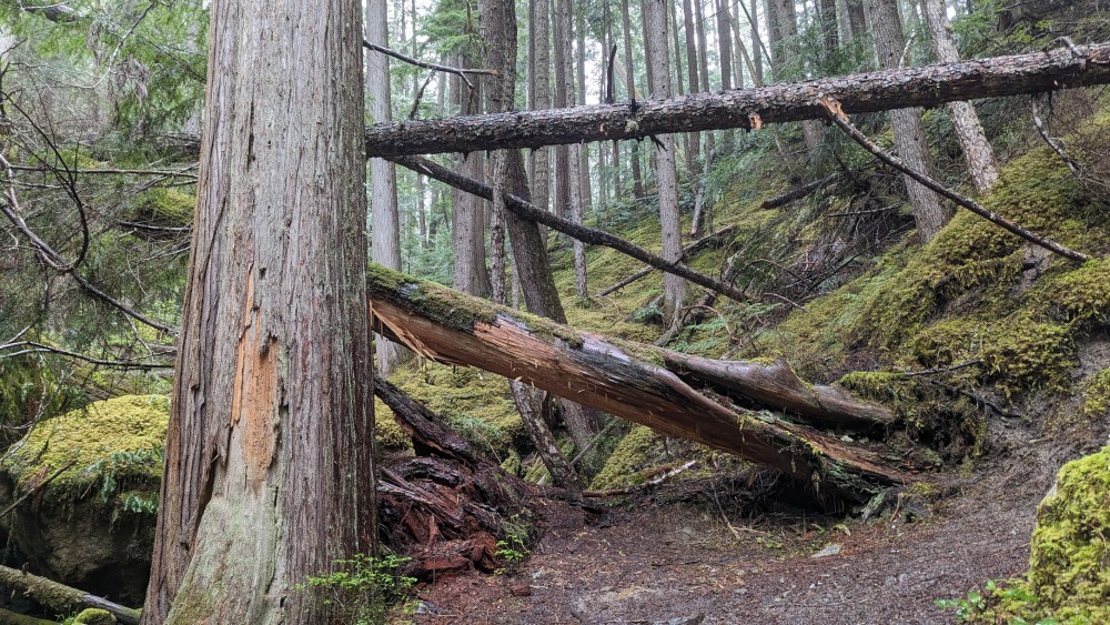 A Soggy Slog at Slab Camp Creek